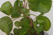 Pilea peperomioides ili drugačije poznata kao pilea kineski dolar jedna je od najvoljenijih sobnih biljaka.

Prema starim verovanjima,  pilea kineski dolar donosi materijalno blagostanje i finansijsku stabilnost domu u kom se nađe.

Ova sobna biljka smatra se feng šui cvećem. To znači da će pročistiti vaš dom od negativne energije ukoliko je postavite na idealnom mestu u kući.

Saksijska biljka pilea je zapravo veoma izdržljiva i otporna sobna biljka.

Iako možda izgleda nežno, krhko i komplikovano za održavanje, pileu je u stvarnosti sasvim jednostavno gajiti i negovati.

Zalivanje ove biljke se u toplim mesecima obavlja što češće, dok se zimi postepeno smanjuje.

Posebno bi trebalo pripaziti na to da zemlja između dva zalivanja bude pretežno suva. Previše zalivanja može dovesti do sušenja korena biljke. Zato je najbolje pileu čuvati u saksijama sa rupicama na dnu.

Ukoliko listovi počnu da se krive, savijaju ili opadaju to je znak da je vašoj biljci potrebno više vode.

Kupujete biljku sa slika. Biljka je veca, saksija je fi 15 cm.   Ima nove mlade izdanke.